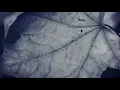 Ordinary World - Joy Williams