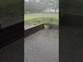 Hail Storm Wadsworth Ohio