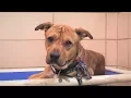 Pasco Animal Services Offers 25 Pets