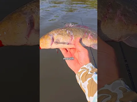 I Found a Bunch of Napping Fish ππ£