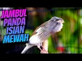 Download Lagu PANDA JAMBUL ISIAN MEWAH - MASTERAN KENARI ISIAN BLACKTHROAT GACOR SUARA JERNIH DURASI PANJANG