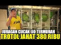 Download Lagu PRAMUKA GEMPAR ! CUMA KIOS SINGGIH YG NEKAD JUAL CUCAK IJO TROTOL JAHAT CUMA 380 RIBUAN TANPA CACAT