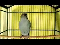 Download Lagu Suara burung SRIGUNTING ABU ABU gacor tembakan tajam masteran terbaik murai batu