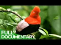 Wild Colombia Part 1 Colombia s Wild Coast Free Documentary Nature