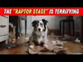 I wish I knew these BEFORE getting an Australian Shepherd
