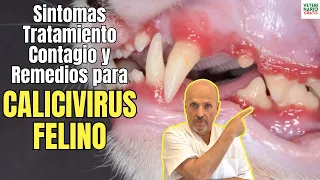 🆘 ¿QUE ES EL CALICIVIRUS FELINO? 🆘 SINTOMAS, CONTAGIO, TRATAMIENTO Y REMEDIOS CASEROS 🆘