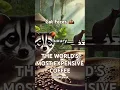 ''World’s Most Expensive COFFEE! 💰 $500 - KOPI LUWAK \