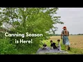 Download Lagu Large Family Homesteading ~ Mulberries, Jam, \u0026 Garden Tour