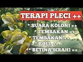 Download Lagu TERAPI PLECI + SUARA KOLONI PLECI + TEMBAKAN PLECI + ROLL + SUARA PLECI BETINA MEMANGGIL JANTAN