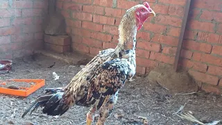 الفرخه الهندي بتشتغل كم مره في السنه ومعلومات ثانيه جيده جدا 