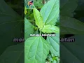 Download Lagu Tahukah kamu.?? Fakta manfaat daun balakacida untuk kesehatan