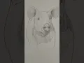 Download Lagu Draw a pig 🐷 Easy drawing lesson for beginners on how to draw a pig. #drawinglesson #howtodraw