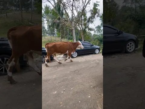 Ketakutan padahal Sapi nya cuman numpang lewat doang guys haha