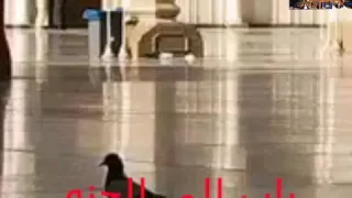 صلي علي الحبيب يوم الجمعه دندنها