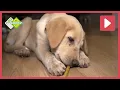 Download Lagu TESSA KRIJGT EEN PUPPY🐶 | Beestenbrigade | NPO Zappelin