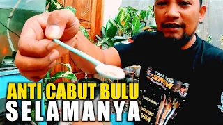 di jamin anti cabut bulu selamanya