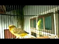 Download Lagu LIZARD canary singing - Timbrado canary's most powerful song for training / canary training song