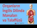 Lagu Orqanların İngilis Dilində Mənaları Və Tələffüzü | Azeringilisce