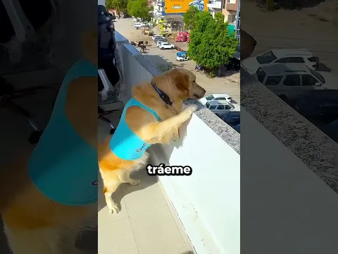 Extraña a su dueño ❤🐶
