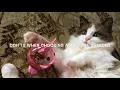 Choosing A Ragdoll Kitten Breeder