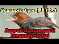 Download Lagu suara pikat prenjak ribut paling ampuh seketika liyaran langsung nyaut