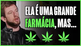 O QUE A MACONHA FAZ NO CÉREBRO