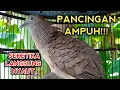 Download Lagu PANCINGAN AMPUH PERKUTUT BANGKOK GACOR SEKETIKA LANGSUNG NYAUT SEMUA!