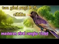 cungko violet masteran viral cililin lewat