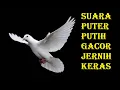 Download Lagu Suara puter putih