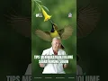 Download Lagu TIPS MENINGKATKAN VOLUME SUARA BURUNG SOGON #dokterburung #sogon #ediboedisantosa #sogongacor