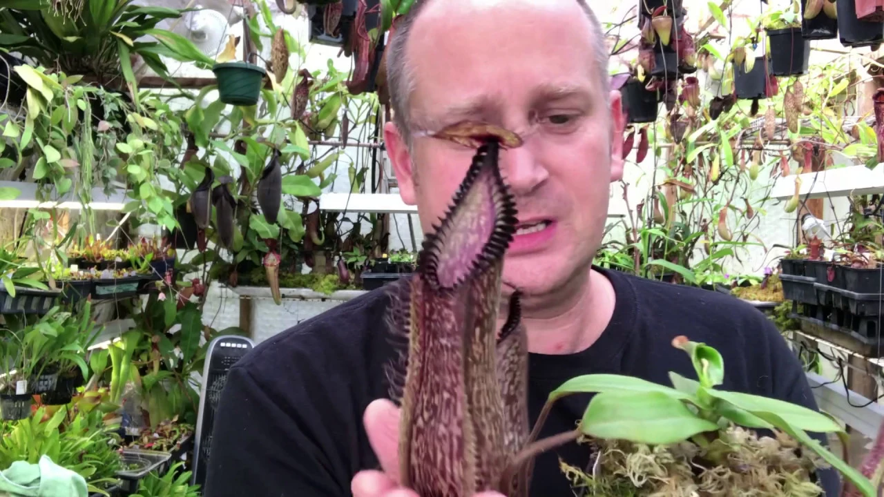 NEPENTHES CARE: HOW TO GROW NEPENTHES HAMATA / CARNIVOROUS PITCHER PLANT CARE TIPS