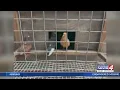 55 birds 2 dogs abandoned at home in SE OKC