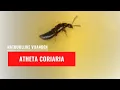 Download Lagu Roofkever Atheta Coriaria | Natuurlijke vijand van Varenrouwmug