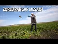 Download Lagu Hasatta 115 Bin Ton Şeker Pancarı Fabrikaya Teslim Edilecek