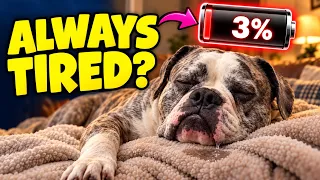 Why Your French Bulldog Is ALWAYS Tired (It’s Not Laziness)