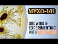 Myxoculture The Art of Growing Happy Slime Molds