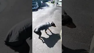 A weeee shake lol .. #Fyp #dream #pets #doberman