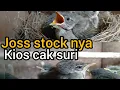 Lagu Joss stock nya !! Kios cak suri
