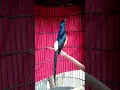 Download Lagu burung murai isian jangkrik