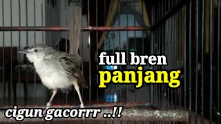 masteran ciblek gunung gacor full bren