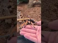 Download Lagu Tips On Handling Your Tarantula! 😬🕷🕸 #shorts