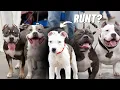 How to Know if You Have the Runt of the Litter