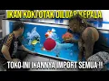 Download Lagu IKAN KOKI OTAK DILUAR KEPALA TOKO INI IKANNYA IMPORT SEMUA !!#Audreykingofthejungle #indoexotic