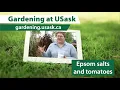 Epsom Salts and Tomatoes