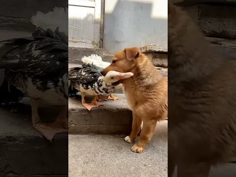 What kind of bad intentions could a dog possibly have?