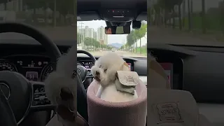 Join The Adventure Little Woof Woof Takes You On A Road Trip DogsLoveRoadtrips 