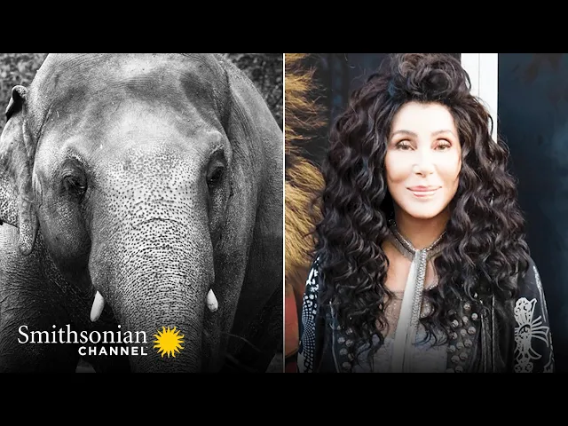 Cher's Elephant Airlift (wt) ? The Journey to Save Kaavan Premieres 2021 | Smithsonian Channel