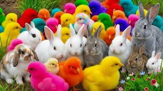 Tangkap Ayam Lucu, ayam warna warni, ayam rainbow, kelinci lucu, bebek lucu, ikan koi, Hewan Lucu