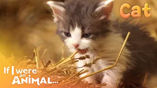 Download If I were an Animal - THE CAT | Full Episode 30 | Wild Animal World MP3