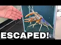 GIANT COLORFUL LOBSTER ESCAPES HOME AQUARIUM
